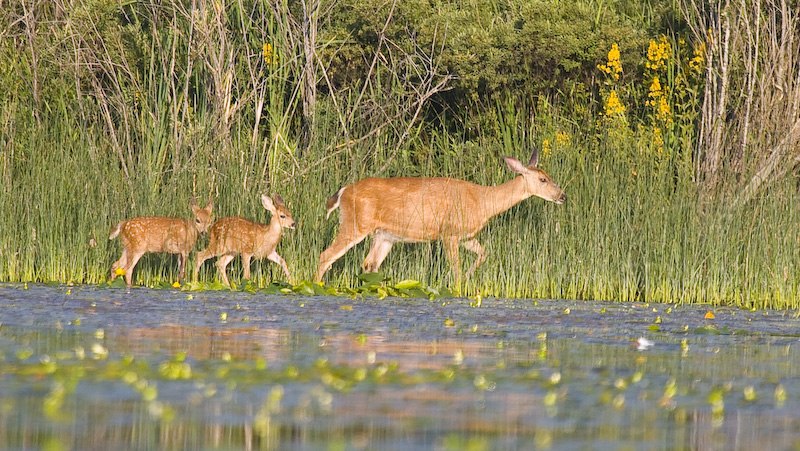 Mule Deer And Fawns Along Shore Of Lake Sammamish